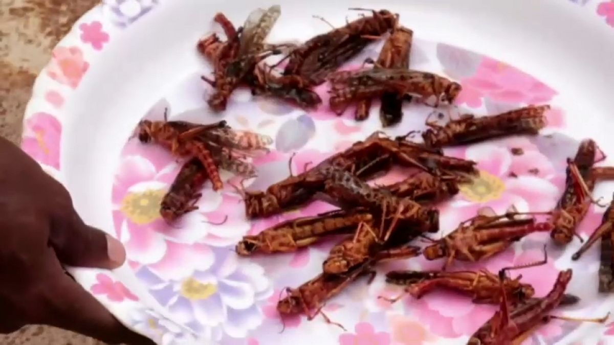 Fried locust, anyone? 