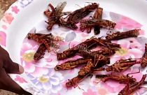 Fried locust, anyone?