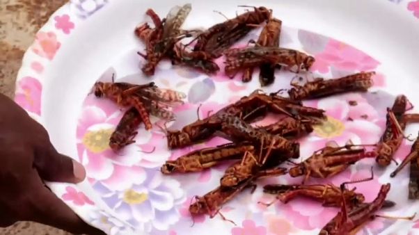 Fried locust, anyone? Fried locust, anyone?