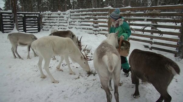 Lappland: Klimawandel macht Rentierzüchtern zu schaffen Lappland: Klimawandel macht Rentierzüchtern zu schaffen