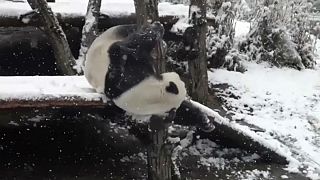 بارش برف در پارک ملی شنونگجیا در چین حیوانات را هیجان زده کرد