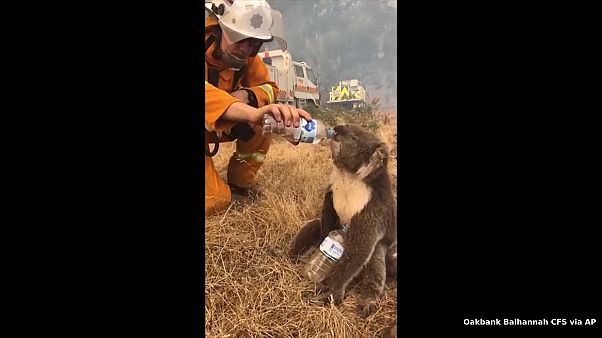 Incendies en Australie : un koala secouru par les pompiers Incendies en Australie : un koala secouru par les pompiers