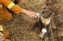 Australia, il vigile disseta il Koala durante i devastanti incendi