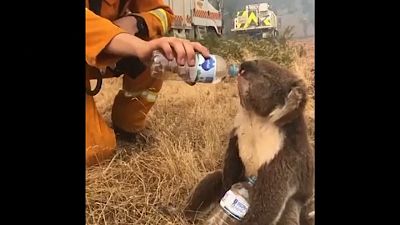 Watch: Thirsty koala gets a drink of water as wildfires rage