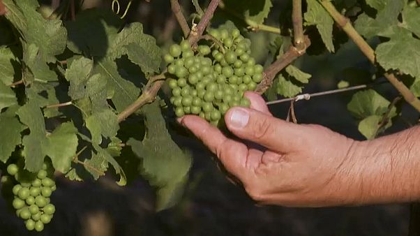 La clásica guerra de los vinos espumosos llega a Brasil La clásica guerra de los vinos espumosos llega a Brasil