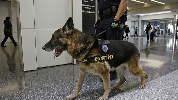 ABD, sıcaktan öldükleri için Ürdün ve Mısır'a artık dedektör köpek göndermiyor ABD, sıcaktan öldükleri için Ürdün ve Mısır'a artık dedektör köpek göndermiyor