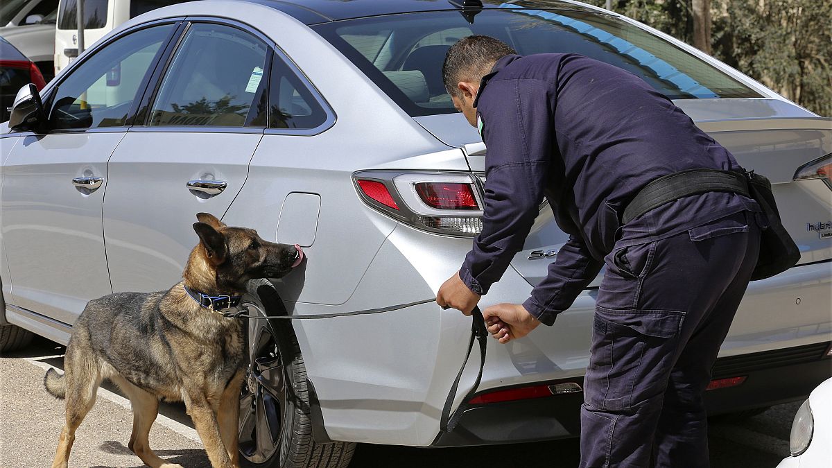 A three-year-old German shepherd trained in the United States sniffs for explosives in a drill at the K-9 compound of the Jordanian police