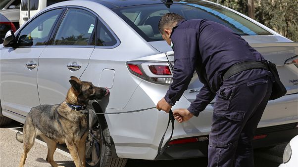 A three-year-old German shepherd trained in the United States sniffs for explosives in a drill at the K-9 compound of the Jordanian police A three-year-old German shepherd trained in the United States sniffs for explosives in a drill at the K-9 compound of the Jordanian police