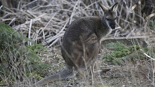 Un wallaby bicolore photographié le 18 août 2016 dans la réserve de Wombeyan Karst, située au sud-ouest de Sydney en Australie.