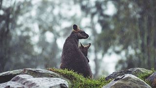 File photo of a Wallaby with its joey