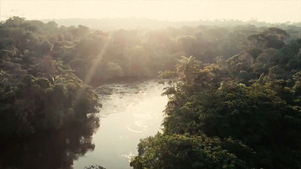 À la recherche du papillon disparu, en Centrafrique À la recherche du papillon disparu, en Centrafrique