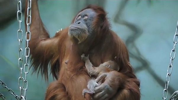 El nuevo bebé orangután del zoológico de Moscú El nuevo bebé orangután del zoológico de Moscú