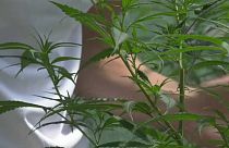 Piantine di cannabis di un privato