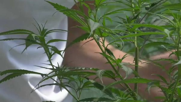 Piantine di cannabis di un privato Piantine di cannabis di un privato