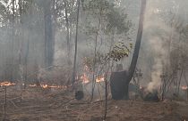 Avustralya’da Sydney'in su ihtiyacını karşılayan baraj, orman yangınları yüzünden tehdit altında