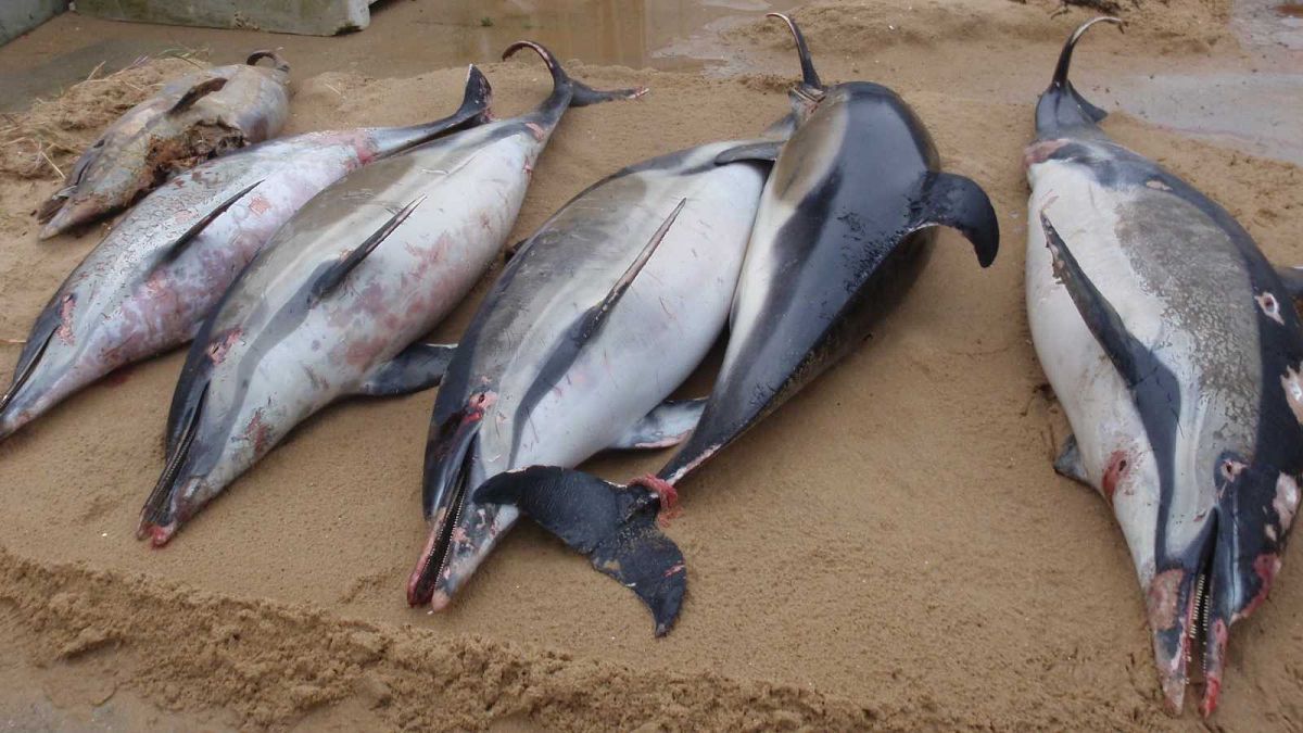 Carcasses de dauphins communs évacuées des plages de Vendée