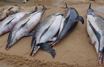 Carcasses de dauphins communs évacuées des plages de Vendée