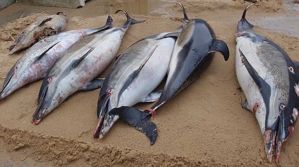 Egyre több delfintetemet találnak a francia partoknál Egyre több delfintetemet találnak a francia partoknál