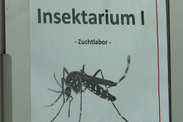 Insel der Alpakas, Schweine und Viren