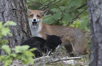 غضب في بريطانيا بعد قتل محام مشهور لثعلب باستخدام عصا بيسبول