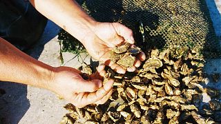 Austern: Weltkulturerbe muss zu Silvester auf den Tisch