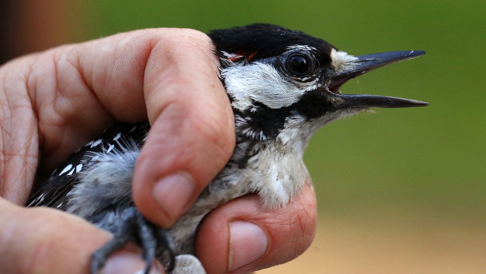 Biodiversité en France :