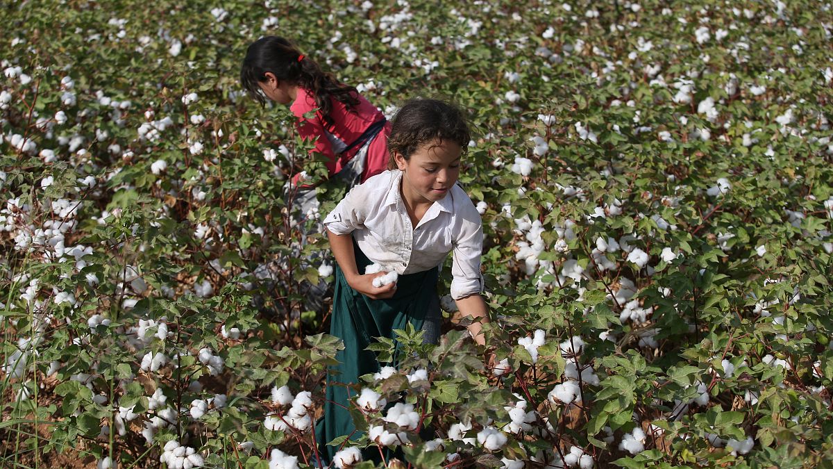Şanlıurfa'da pamuk hasadında çalışan çocuk işçiler