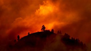Des feux de forêt de plus en plus étendus et répandus demain?