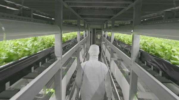 Le "fabbriche di verdure" giapponesi, dove le stagioni non contano Le "fabbriche di verdure" giapponesi, dove le stagioni non contano