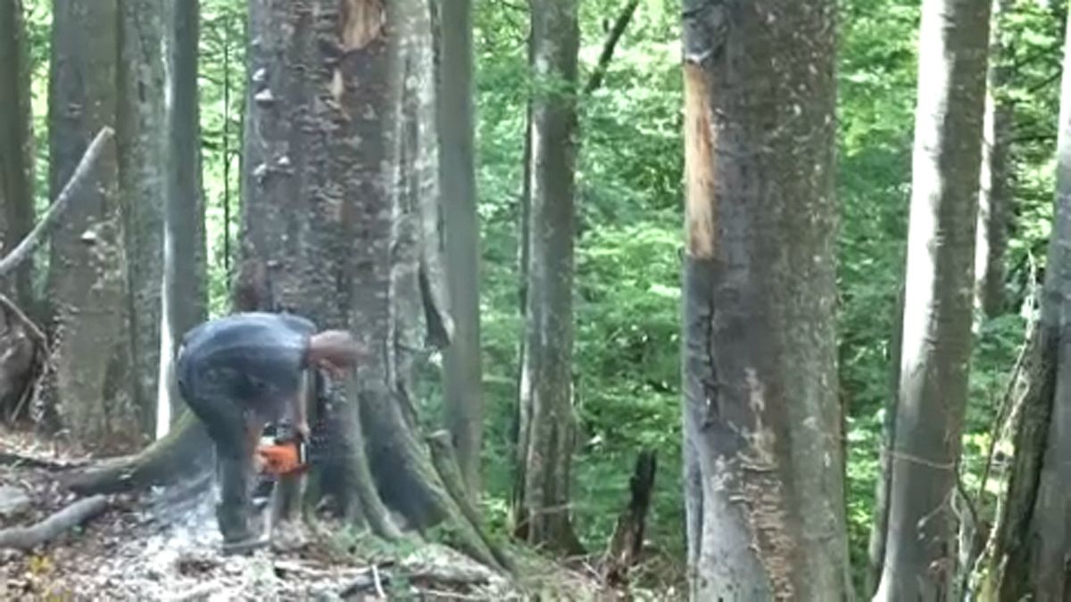 Terjed az illegális fakivágás Romániában