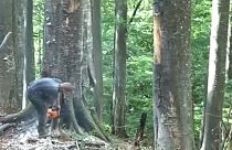 Terjed az illegális fakivágás Romániában