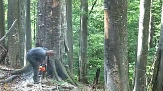 Romania: ecco come funziona la mafia del legno