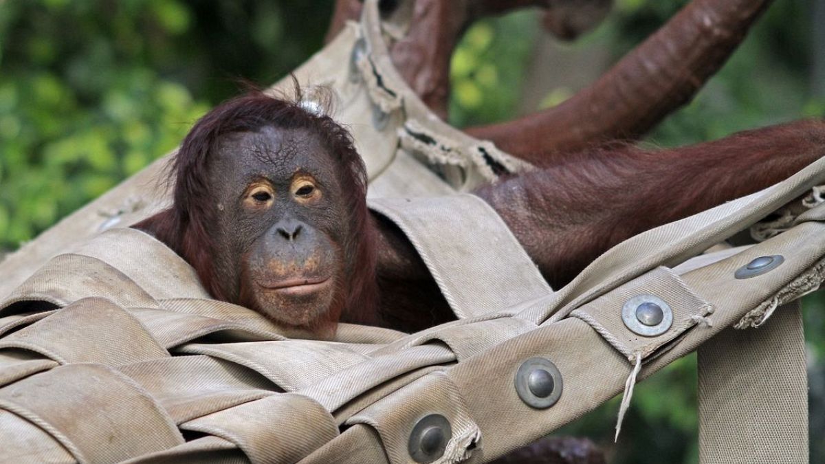 "Выживших нет" - при пожаре в немецком зоопарке погибли все обезьяны