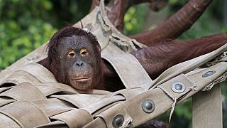 "Выживших нет" - при пожаре в немецком зоопарке погибли все обезьяны