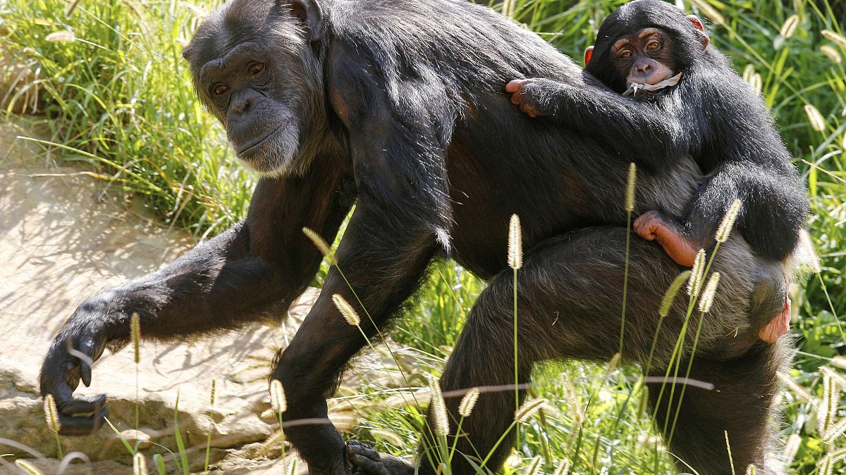 Des chimpanzés comme ceux-ci sont morts dans l'incendie du zoo de Krefeld