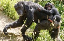 Des chimpanzés comme ceux-ci sont morts dans l'incendie du zoo de Krefeld