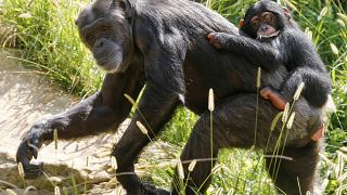 Des chimpanzés comme ceux-ci sont morts dans l'incendie du zoo de Krefeld