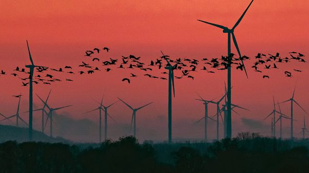Alemania busca hacer atractiva la energía eólica ofreciendo subsidios Alemania busca hacer atractiva la energía eólica ofreciendo subsidios