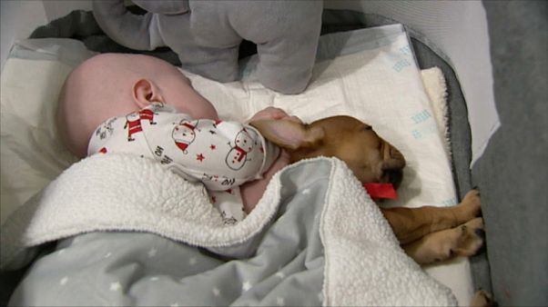 Mascotas como terapia para niños enfermos Mascotas como terapia para niños enfermos
