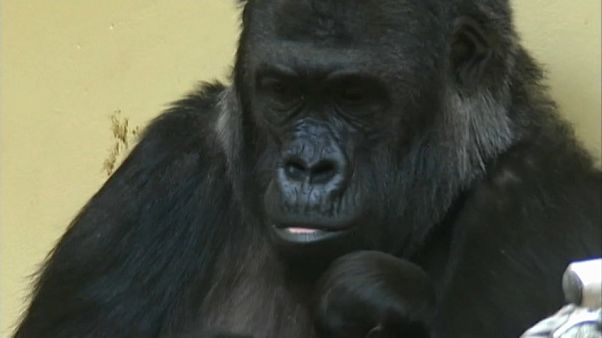 3 Frauen aus Krefeld für Tod von über 30 Zootieren verantwortlich 3 Frauen aus Krefeld für Tod von über 30 Zootieren verantwortlich