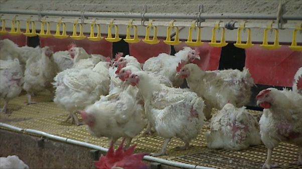 Vogelgrippe in Polen: 40.000 Tiere sollen getötet werden Vogelgrippe in Polen: 40.000 Tiere sollen getötet werden