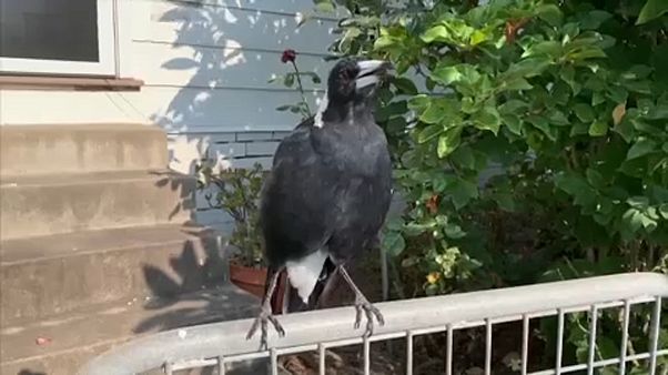 Tökéletesen utánozza a szirénákat egy ausztrál szarka Tökéletesen utánozza a szirénákat egy ausztrál szarka