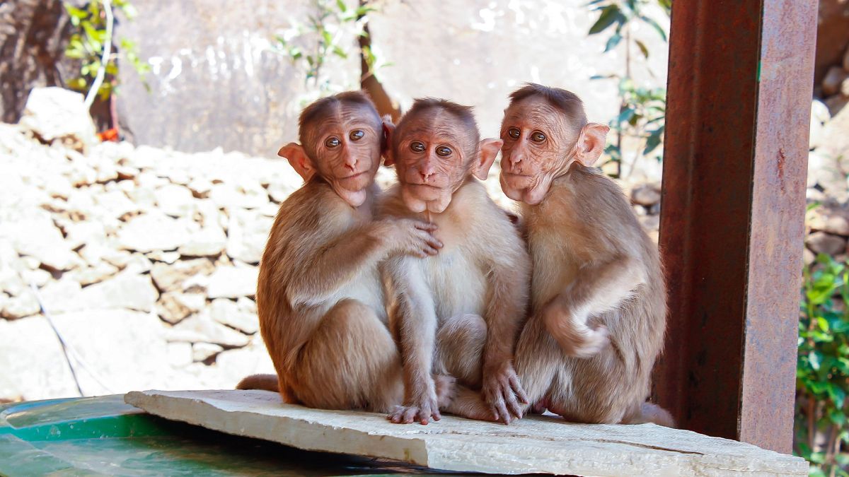 In den meisten Zoos weltweit werden Affen gehalten. Wie tiergerecht ist das?