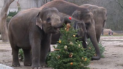 Karácsonyfát ettek a berlini állatkert lakói 