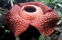 Dünyanın en büyük çiçeği Endonezya'da