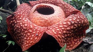 Dünyanın en büyük çiçeği Endonezya'da