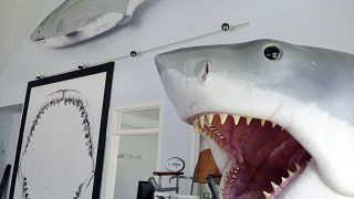 Avustralya'da okyanusa dalan bir kişi köpek balığına yem oldu