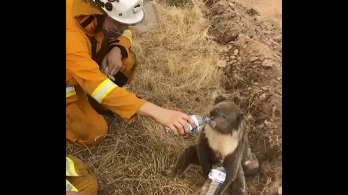 Tűzoltó ment koalát