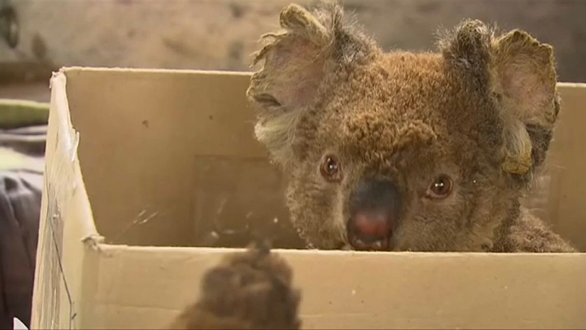 Salvar os coalas da Austrália