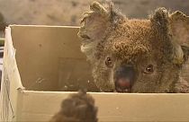 Incendi in Australia: lotta contro il tempo per salvare i koala